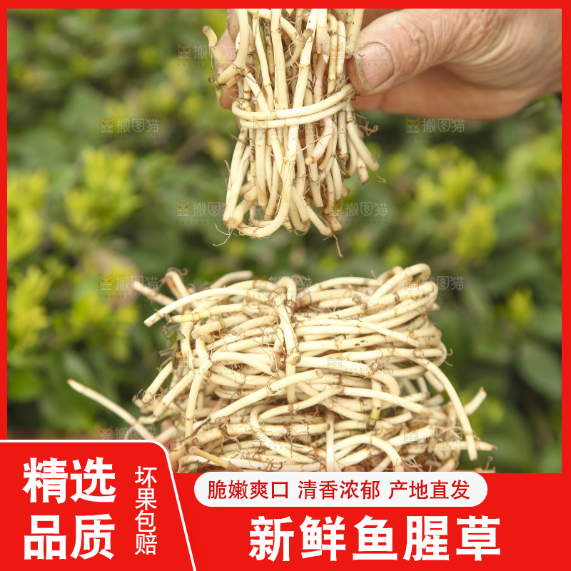 手里拿着鱼腥草