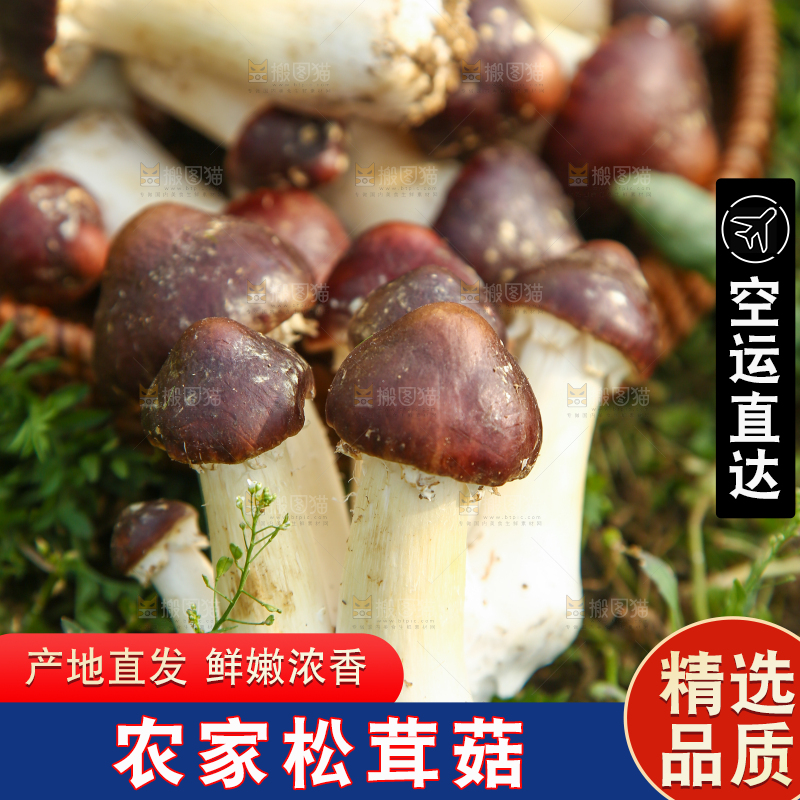 一篮新鲜松茸菇