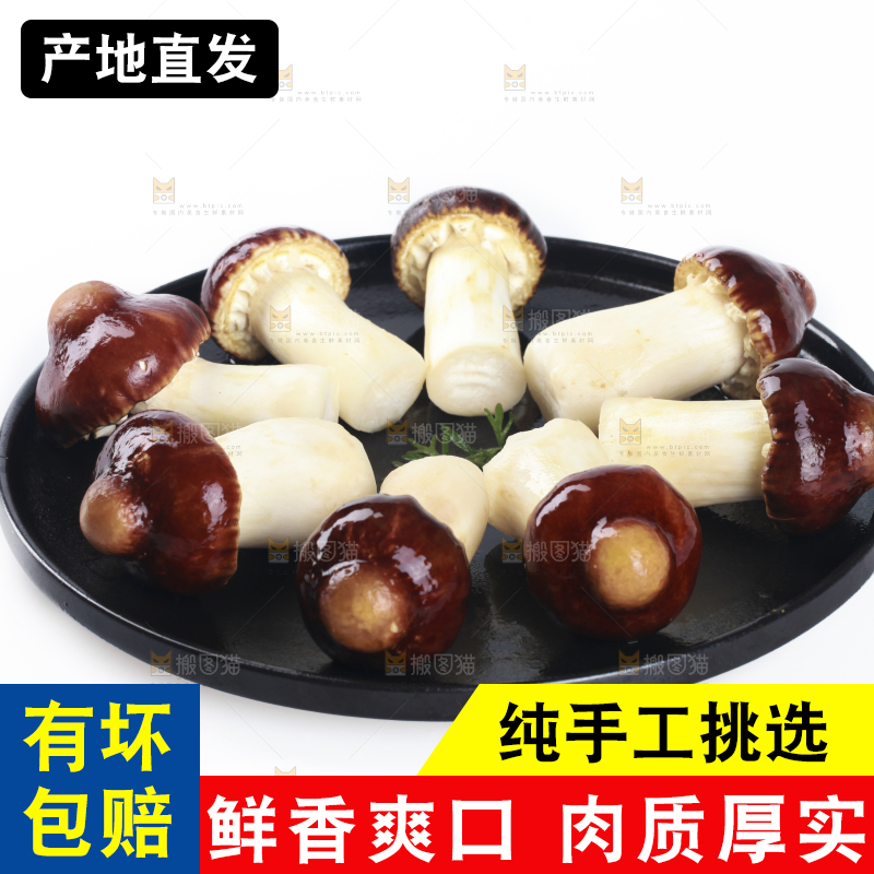 一盘松茸菇摆放在白底上