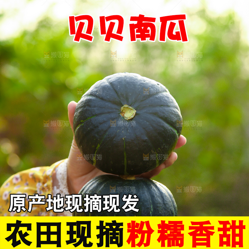 手里拿着板栗南瓜