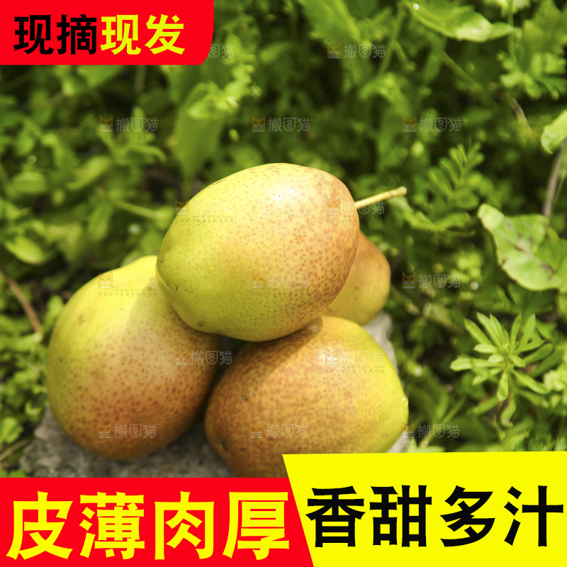 新鲜的红香酥梨
