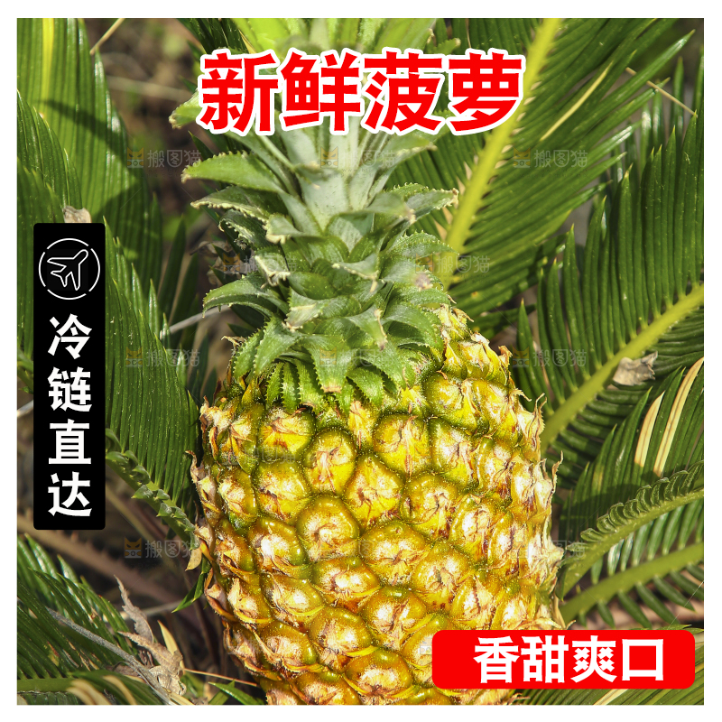 新鲜的菠萝