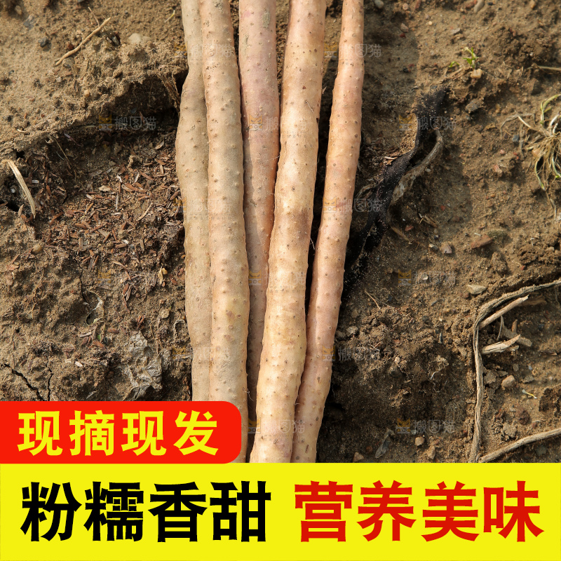 新鲜的铁棍山药