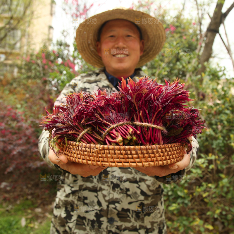 手里端着一篮红油香椿芽