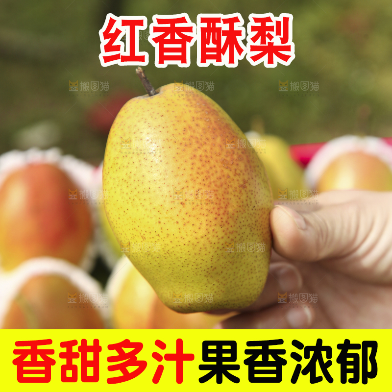手拿着红酥梨