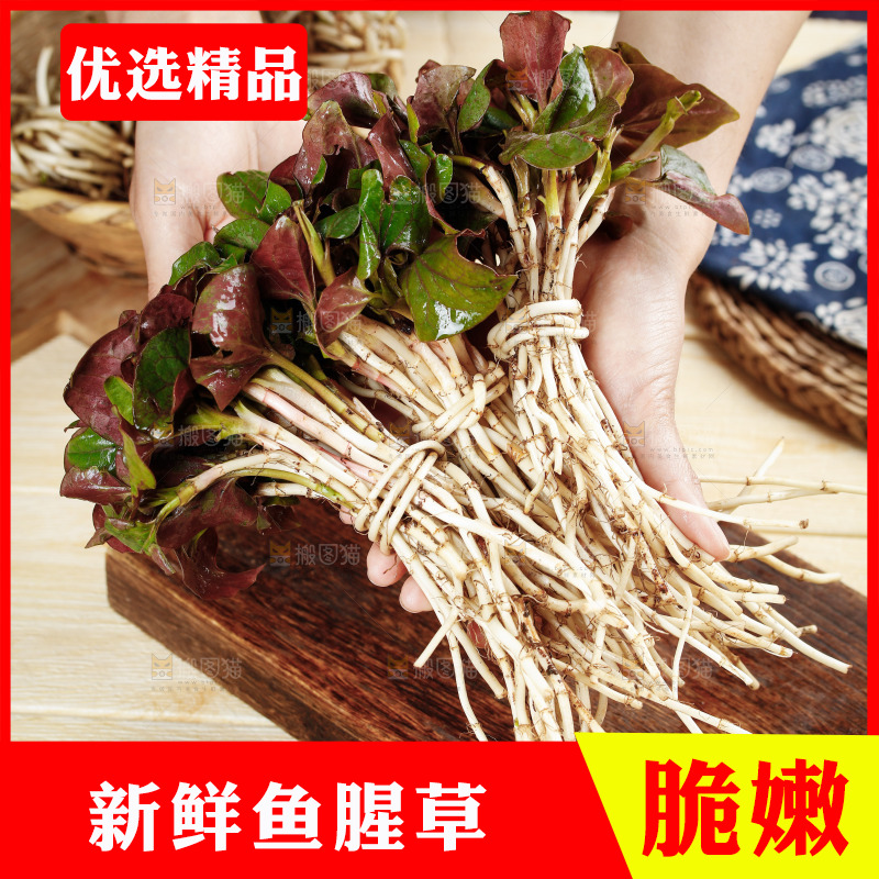 手里拿着鲜嫩折耳根