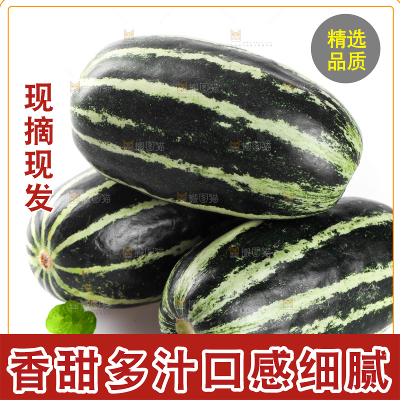 白底上的博洋9号甜瓜