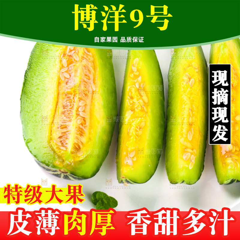 一盘切块的博洋9号