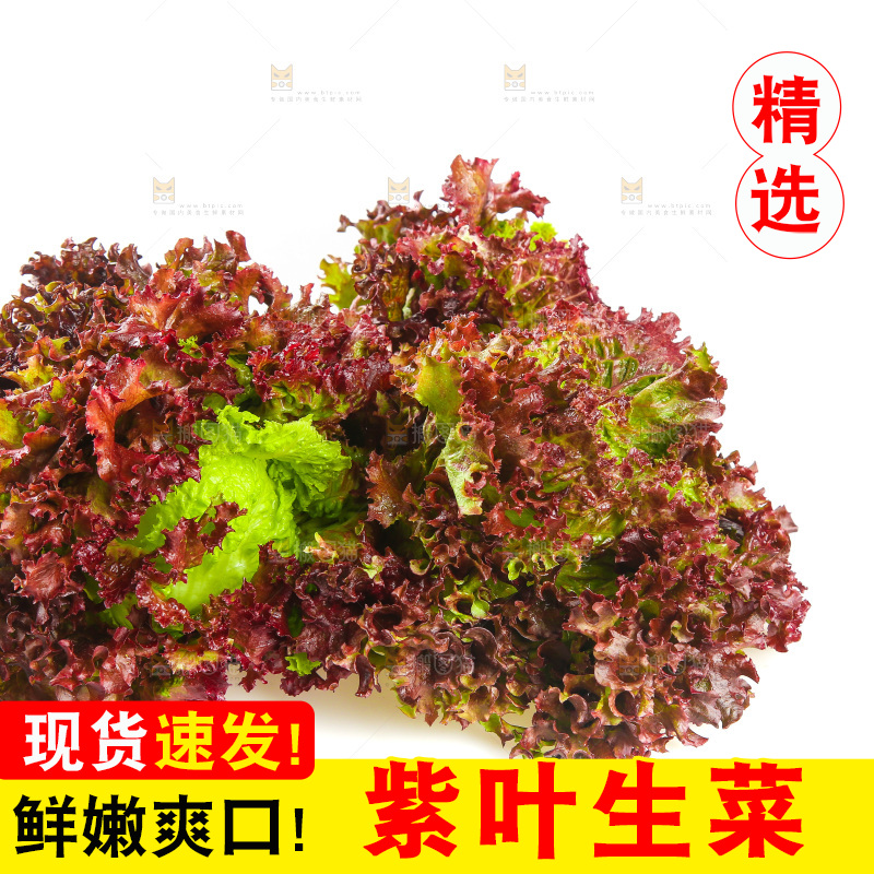 一堆新鲜紫生菜