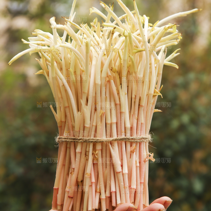 手里拿着折耳根嫩芽