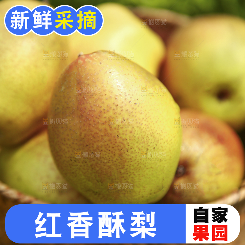 一篮新鲜红香酥梨