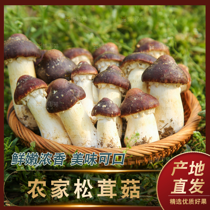 一篮云南赤松茸