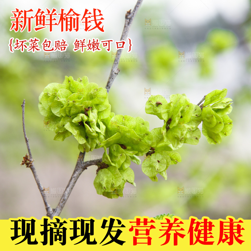 树枝上的榆钱