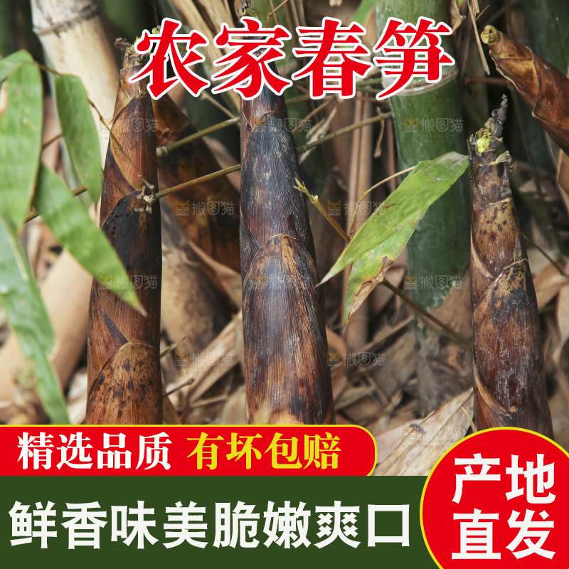 竹林里的春雷笋