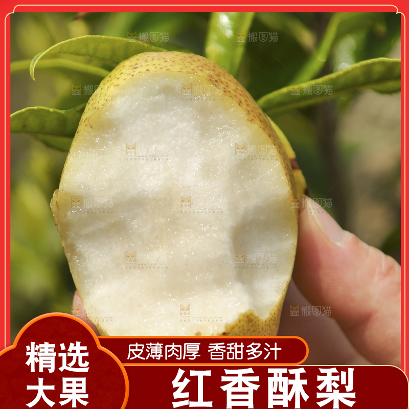 手拿着红酥梨