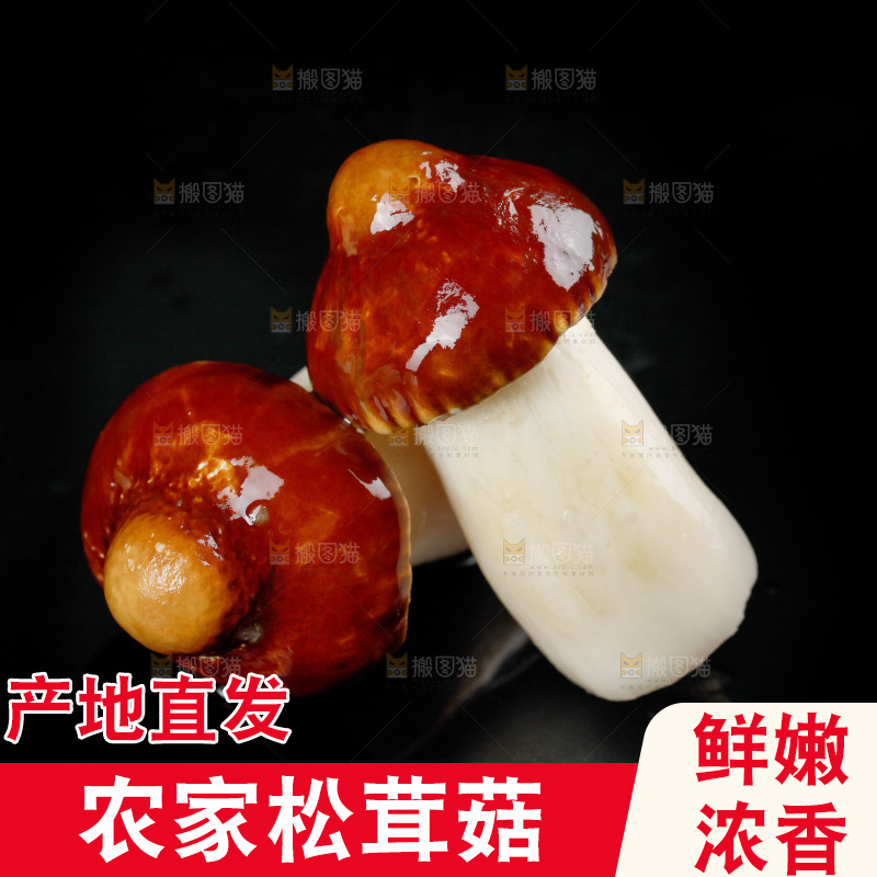 黑底上的新鲜松茸菇