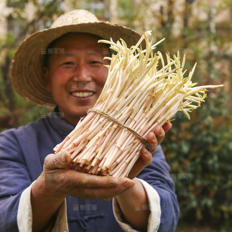 手里拿着鱼腥草嫩芽