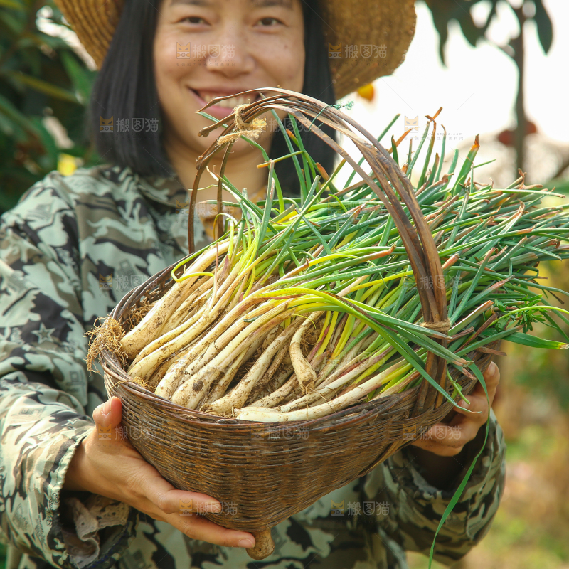 一篓带叶荞头