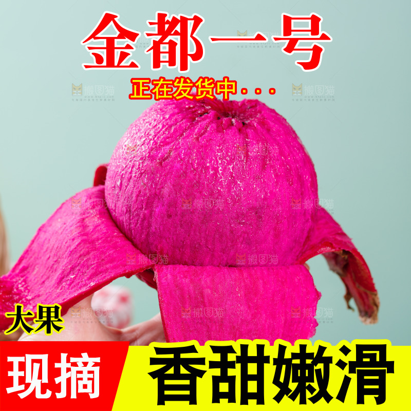 手里拿着金都一号