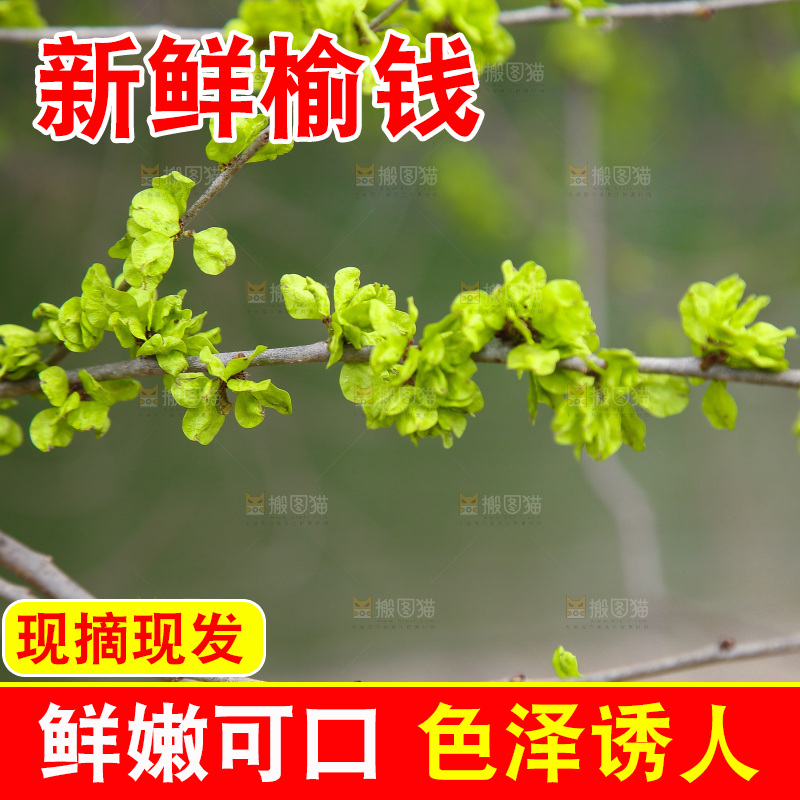 榆钱树叶
