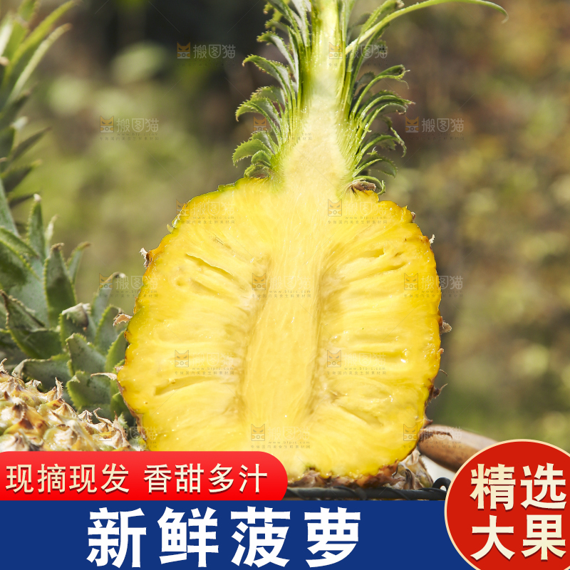一篮徐闻菠萝