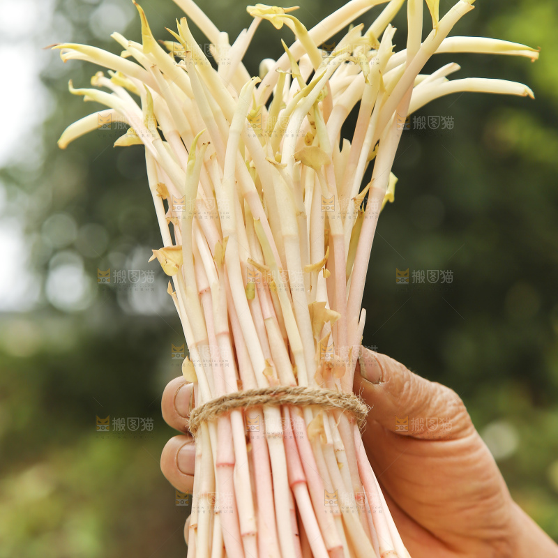 手里拿着鱼腥草嫩芽