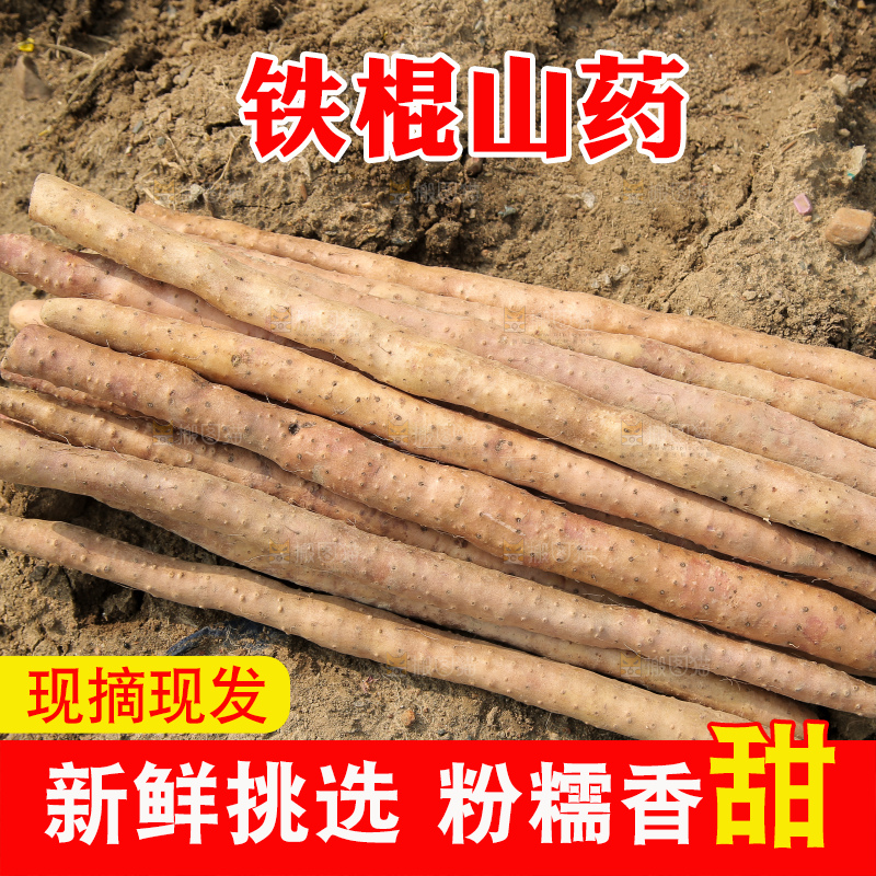 一堆新鲜铁棍山药