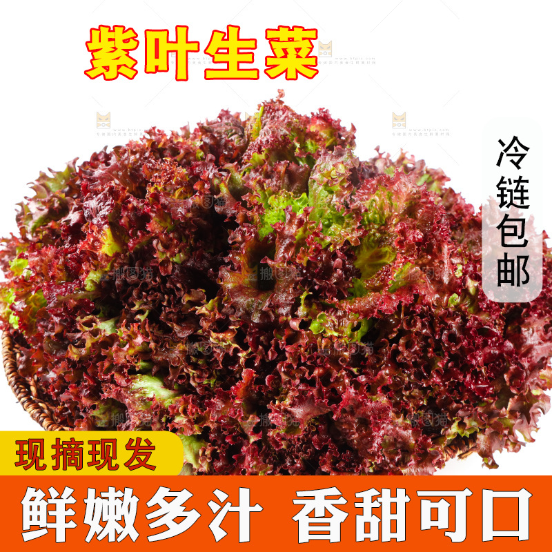 一盘紫叶生菜
