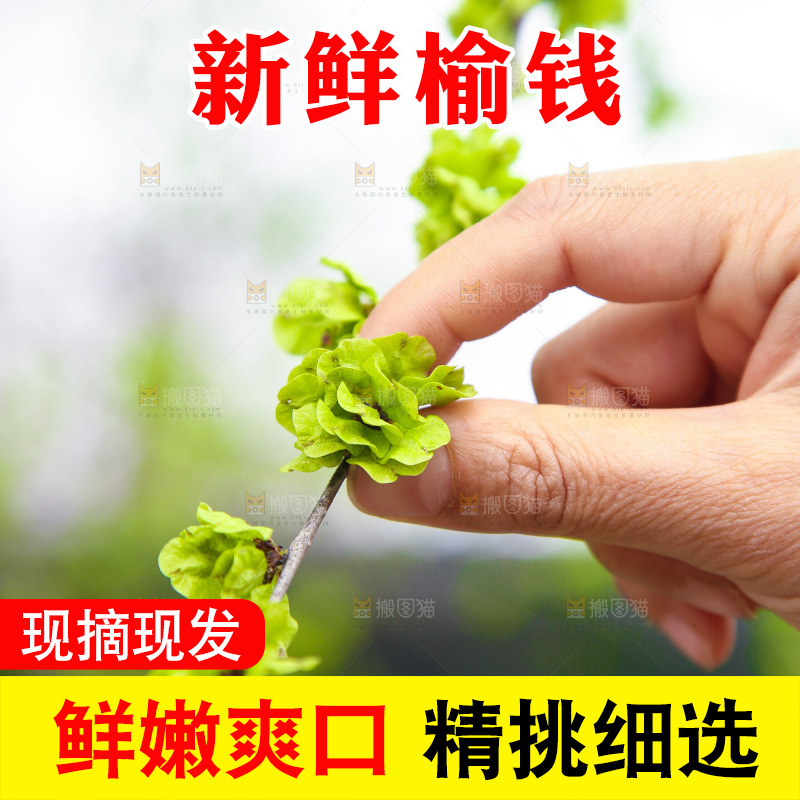 手里采摘着榆钱叶
