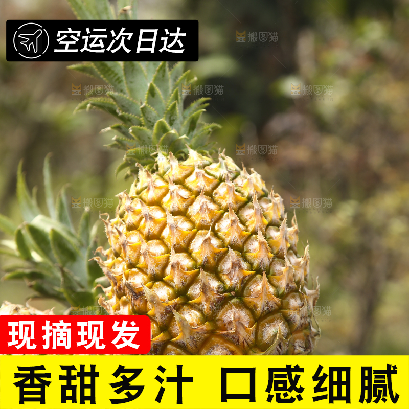 一篮徐闻菠萝