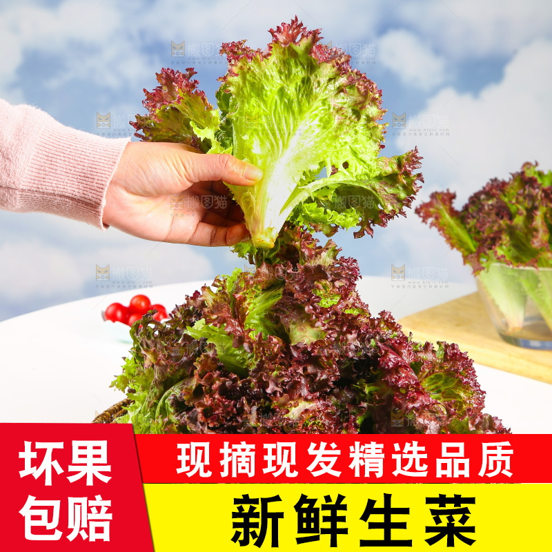 手里拿着紫生菜