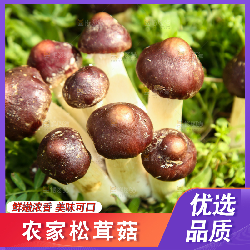 新鲜的松茸菇