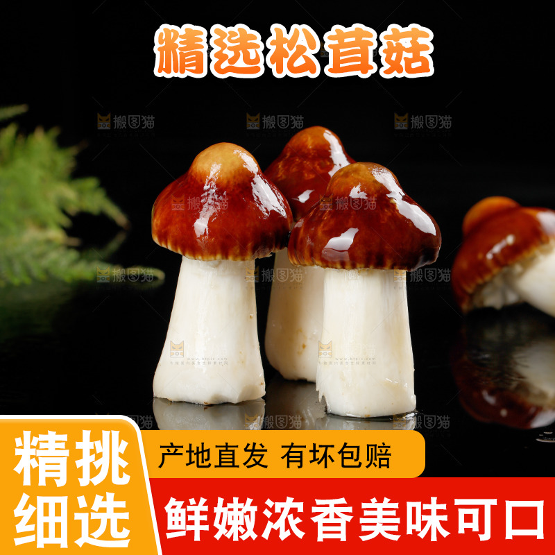 黑底上的新鲜松茸菇