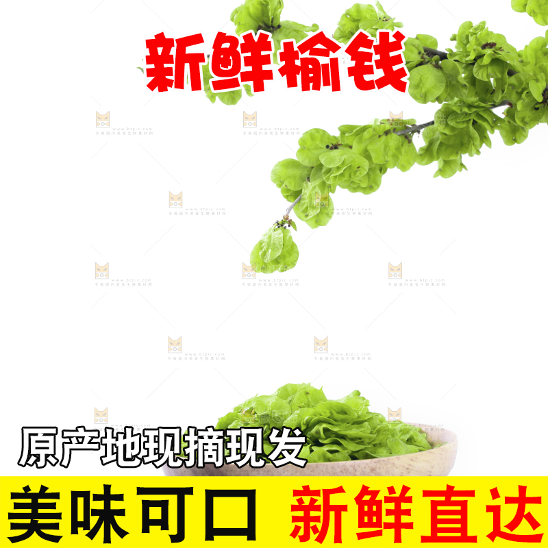 榆钱摆放在白底上