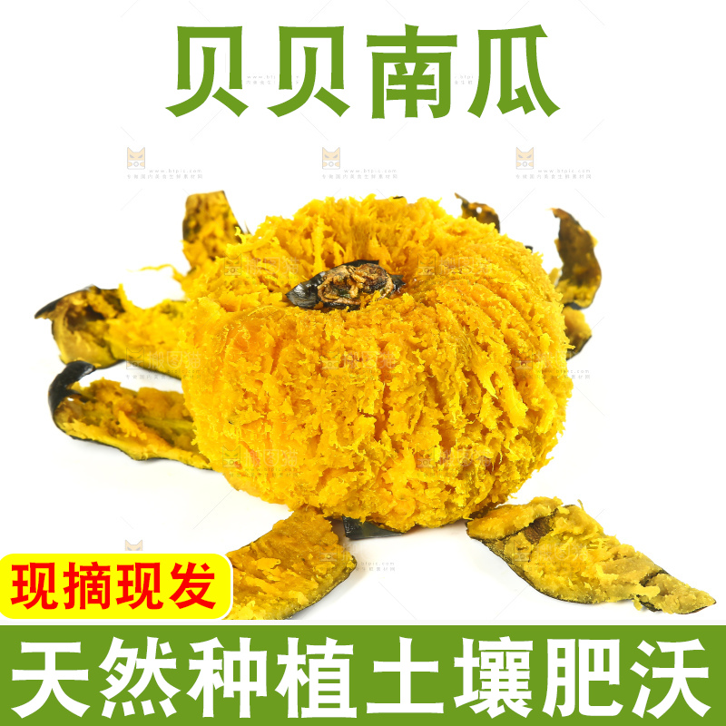 白底上的贝贝小南瓜