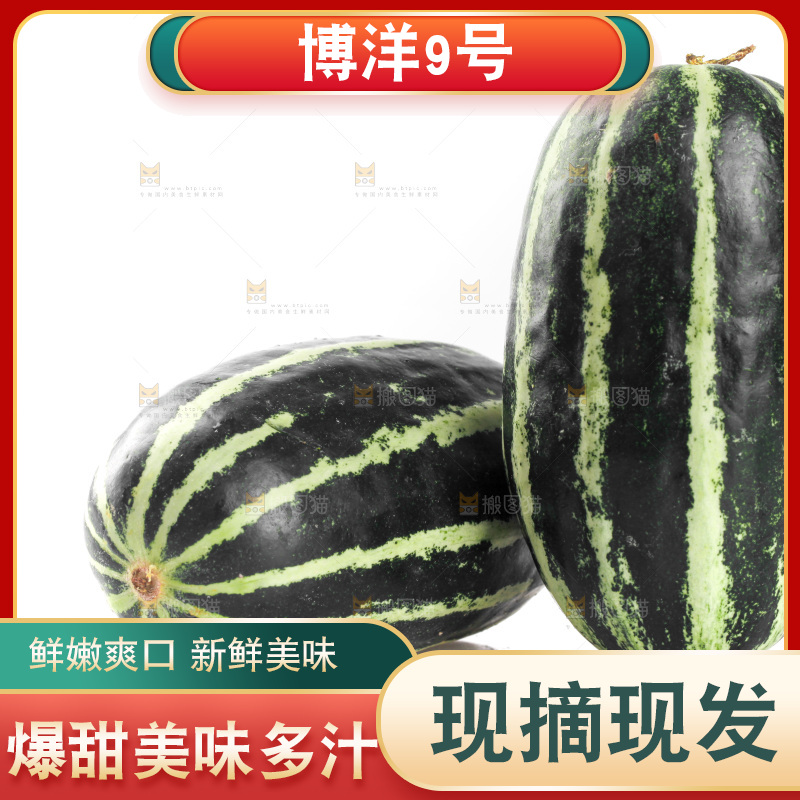 白底上放着博洋9号