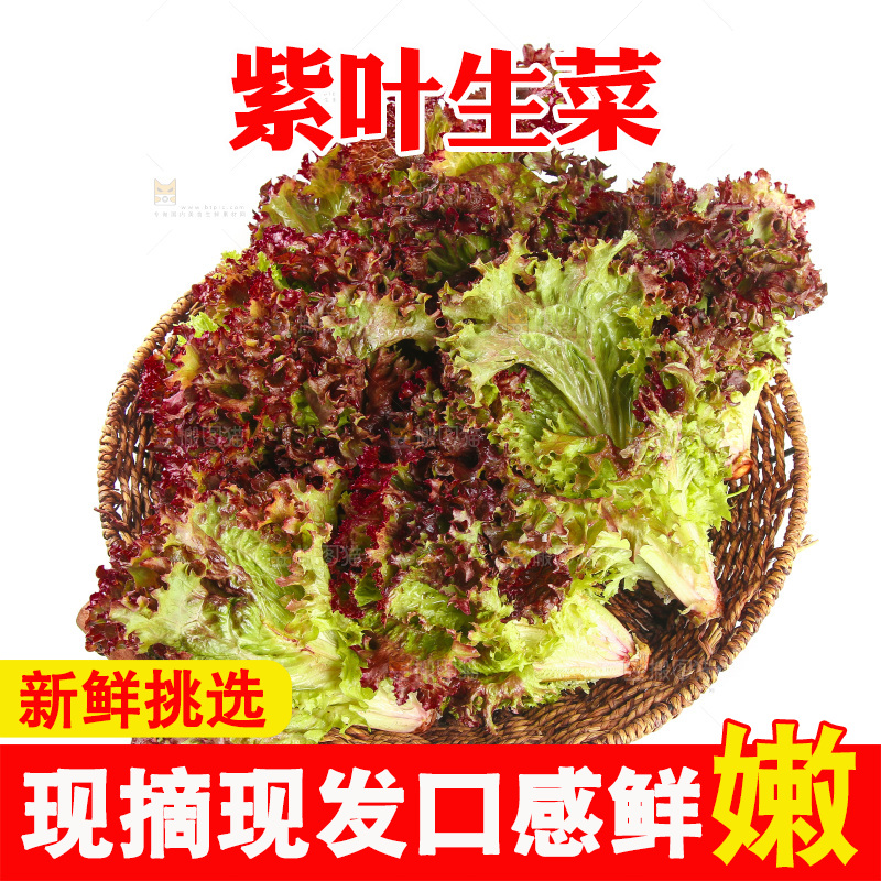 一篮紫叶生菜
