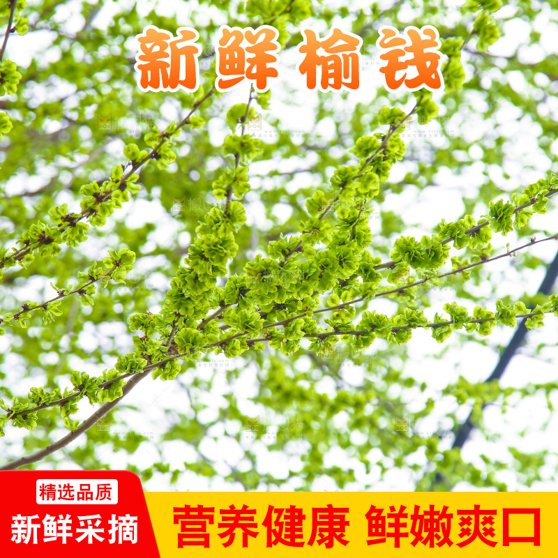 榆钱树叶