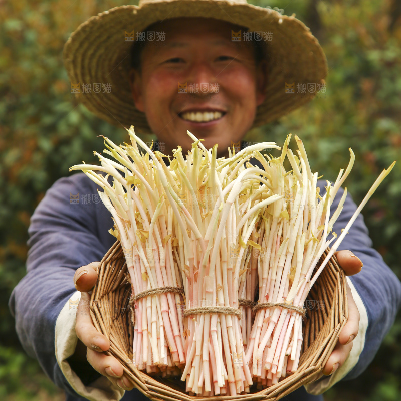 手里端着一篮新鲜鱼腥草嫩芽