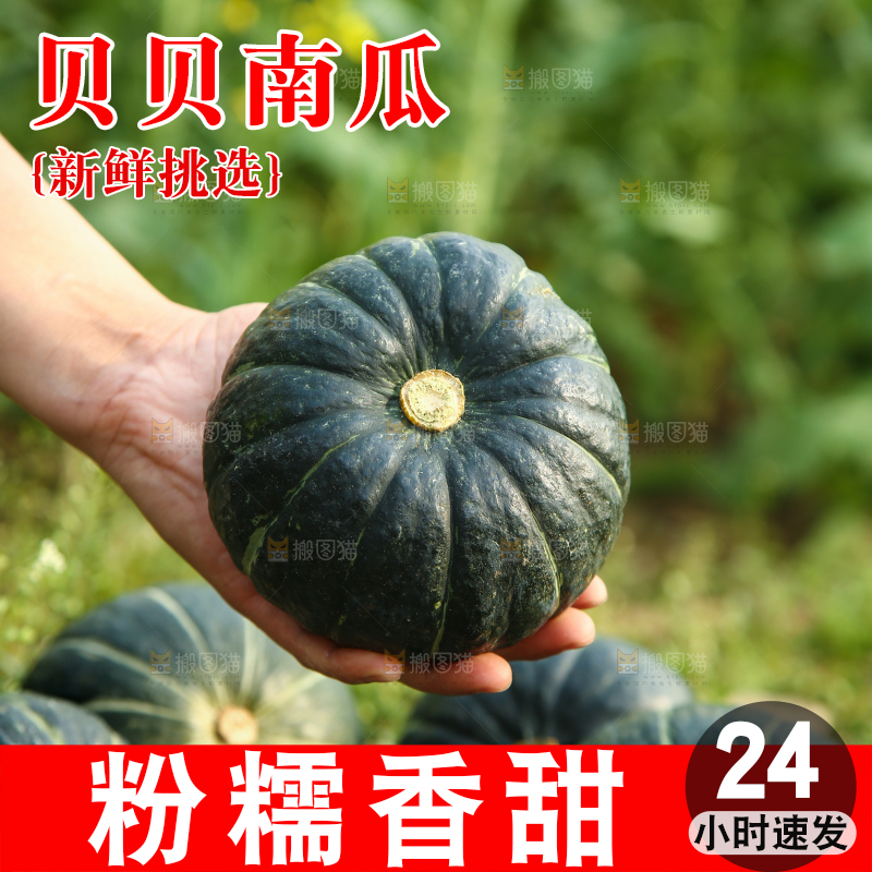 手里拿着板栗南瓜