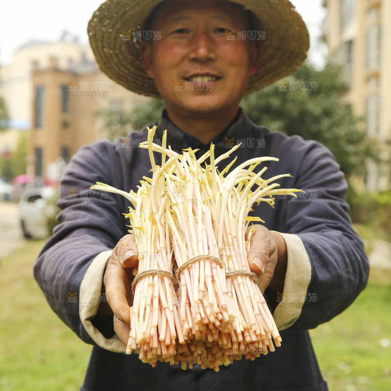 手里拿着鱼腥草嫩芽