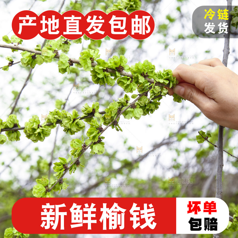 手里拿着榆钱树枝