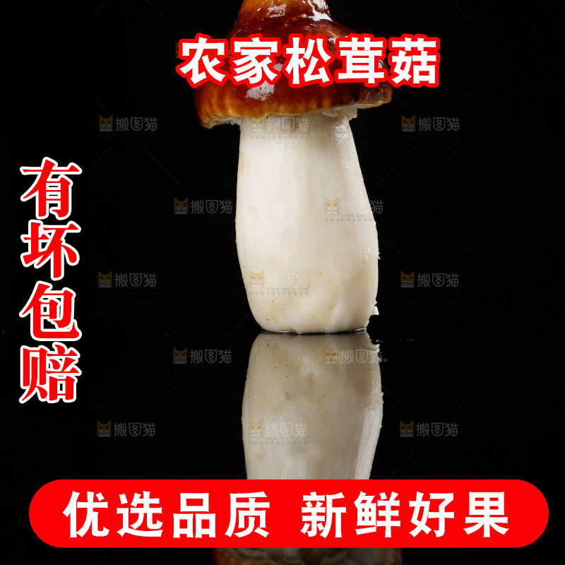 黑底上的新鲜松茸菇
