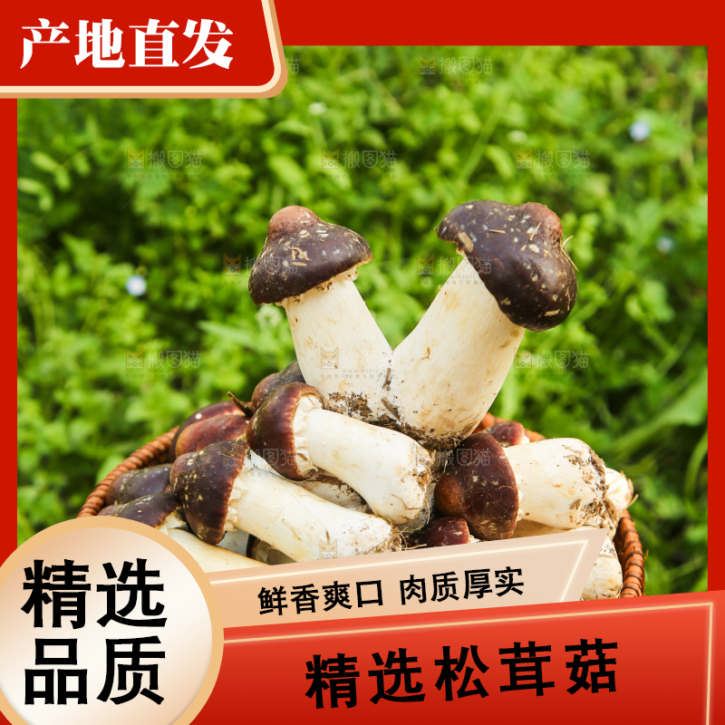 手里端着一篮松茸菇