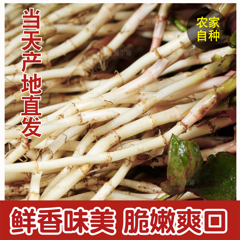 一篮新鲜鱼腥草