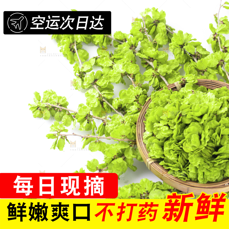 一堆新鲜榆钱