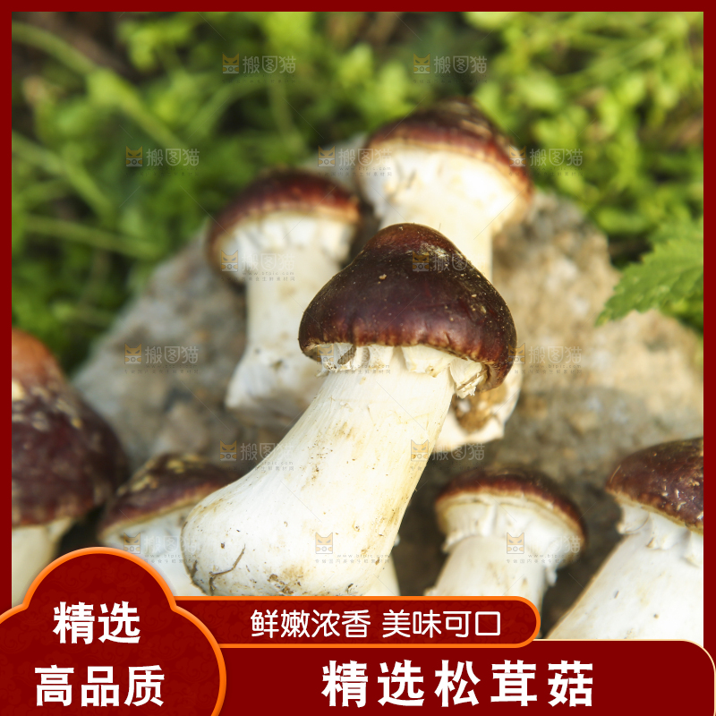 一堆新鲜的松茸菇