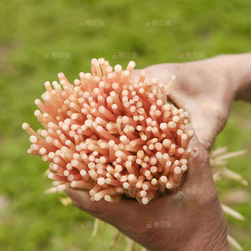 手里拿着折耳根嫩芽