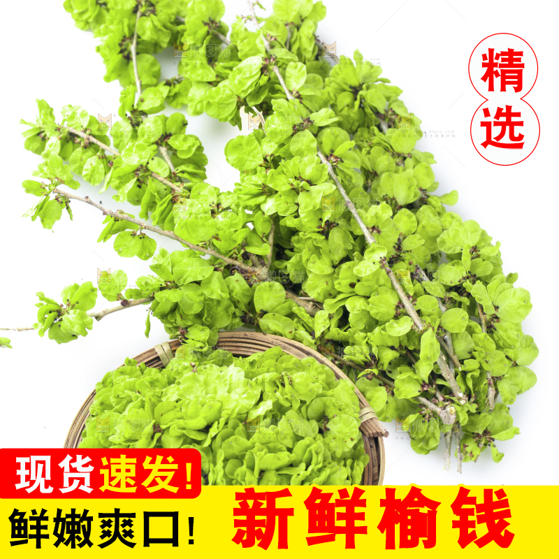 一堆新鲜榆钱
