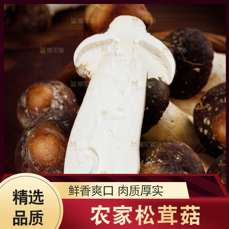 一篮新鲜松茸菇